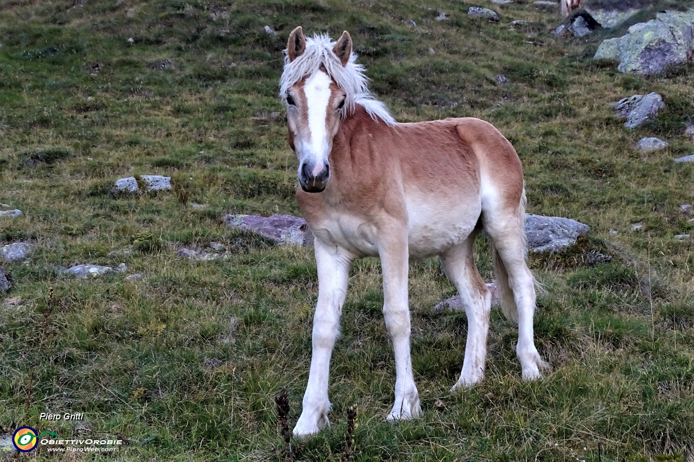 94 Bel cavallino mi osserva.JPG